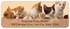 Precious Kittens Address Labels Image 4